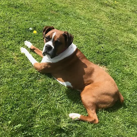 Nocleg ze śniadaniem Bramble *