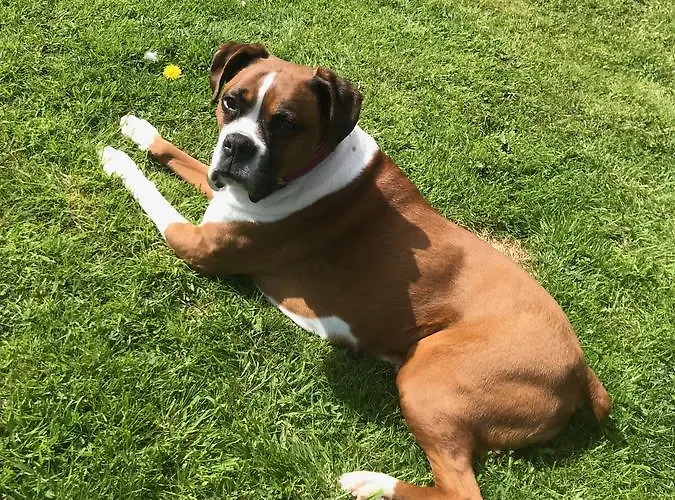 Bed & Breakfast Bramble *